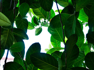 green leaves in the garden