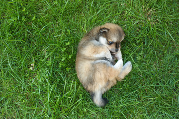 Obraz premium spitz puppy is on lawn grass outdoor 