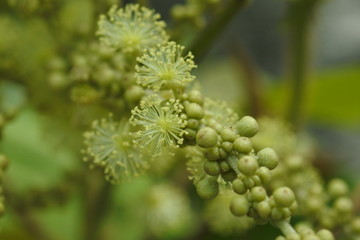 Flowers and fruits of Mallotus japonicus. Close-up size.