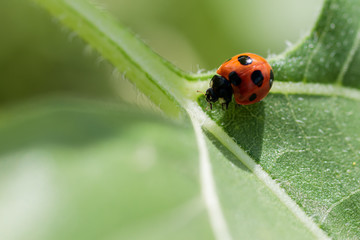 Fototapeta premium ナナホシテントウムシ Ladybird