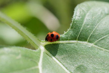 ナナホシテントウムシ　Ladybird