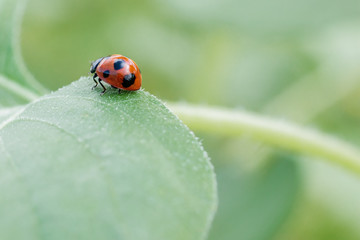 ナナホシテントウムシ　Ladybird