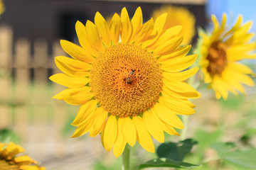 ひまわりとミツバチ　福岡県朝倉郡　Sunflower and Bee Fukuoka-ken Asakura-gun