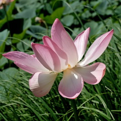 Fototapeta premium Blooming lotus in the Volga delta
