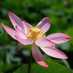 
Blooming lotus in the Volga delta
