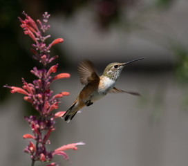 Fototapeta na wymiar Hummingbird in Flight
