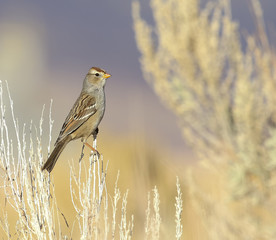 Sparrow