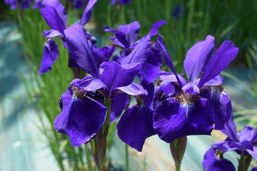 アヤメ 春景色