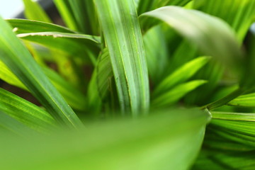 close up of a green leaf