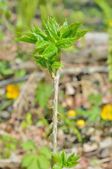 Branch of bush (Eleutherococcus senticosus)