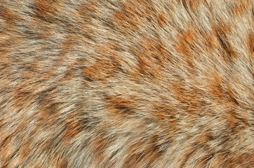 Fur of wild cat