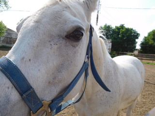 white arabian horse in blue halter