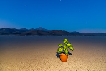Climate change and World environmental concept. A green plant in the middle of dry land metaphor Climate change, Drought, Water Crisis, Nature disaster concept.