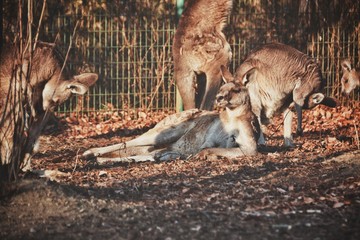 夕日の下に寝そべるカンガルー
