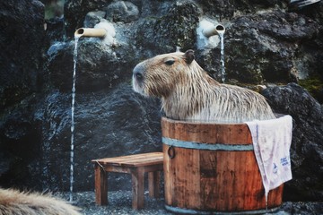 温かいお湯につかるカピバラ