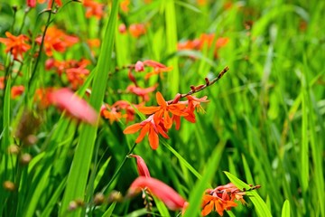 満開の色鮮やかなヒメヒオウギズイセン