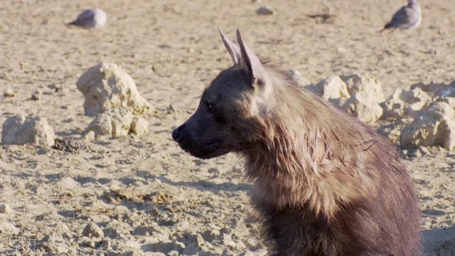 A medium close-up of a brown hyena standing and scanning its surroundings.