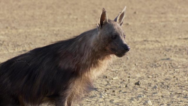 A side view of a Brown Hyena standing and scanning its surroundings in the Kalahari desert.