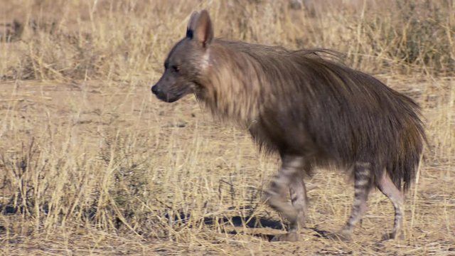A brown hyena walking and stopping in the wilderness of the Kalahari. 