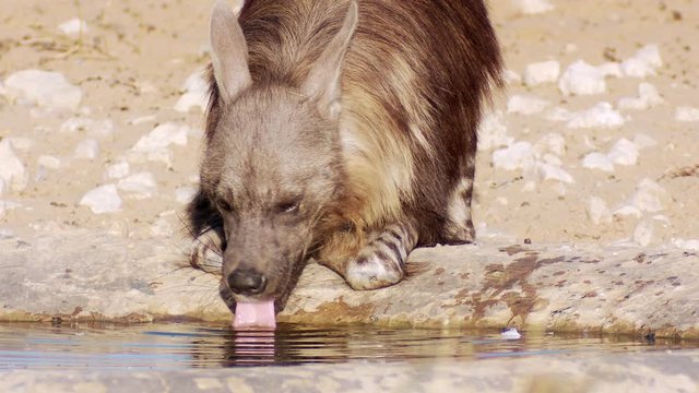 A frontal close-up of a brown hyena drinking in the wilderness of Botswana.