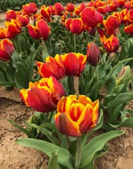 Tulip Farm