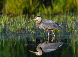 Great Blue Heron Portrait  with Reflection on Green Background