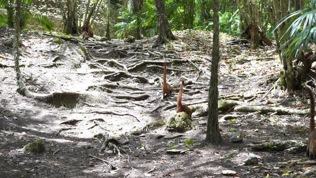 Coati Family Searching For Food On A Forest