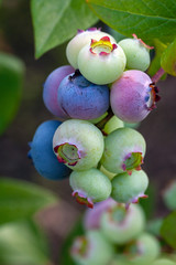 Cluster of organic blueberries on bush, close up. Canadian blueberry on bush, vertical shot