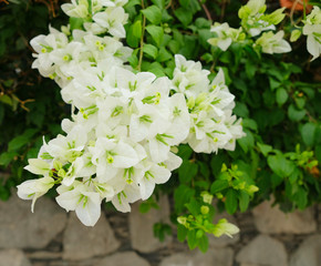 White bougainvillea flowers (Latin name: Bougainvillea).