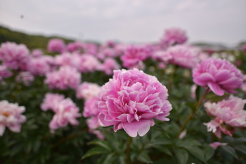 しっとりした芍薬