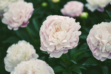 しっとりした芍薬