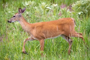 A full body closeup of a White-tailed Deer with a tan colored coat walking through a meadow of lush green grasses in Springtime.