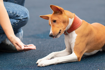 Unrecognizable person, hand of owner is feeding beautiful smart hungry dog with treats as rewards for good behavior. Training of Basenji dog, cute playful pet, puppy outdoors.