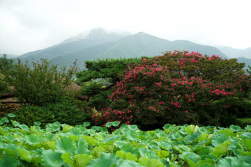 한국의한국의 아름다운 초가집 풍경 아름다운 초가집 풍경