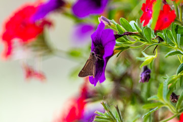 Horace's Duskywing Skipper on a Purple Flower