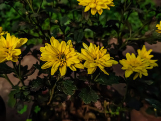 Chrysanthemum morifolium is a species of perennial plant from family Astereceae.