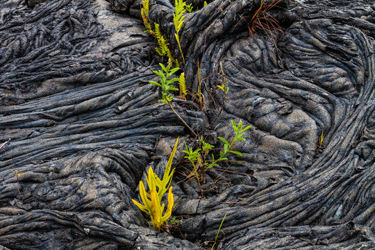 New Plant Life Growing In The Patterns of  Pāhoehoe (Smooth) Lava, Hawaii Volcanoes National Park, Hawaii, Hawaii, USA