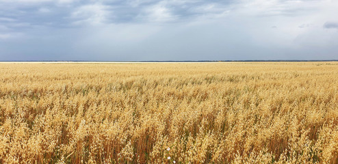 Summer harvest. Golden oat  field and pre-storm dark sky in summer day. Wonderful contryside landscape in July. Natural wallpaper. Topic of agriculture. Ripen cereals. 