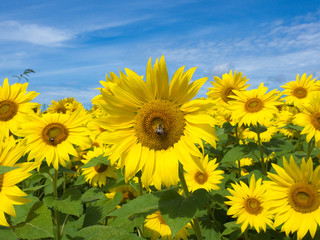 Fototapeta premium Sunflowers in Bloom