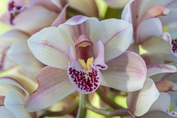 Obraz na płótnie Canvas Cimbidium orchids in flower