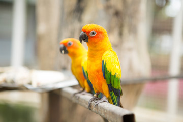 Beautiful Sun conure parrot  are popular pets in Thailand
