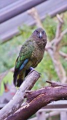 Kea Parrot in avery on tree branch