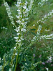 white sweetclover flowers close-up in a field on a summer day