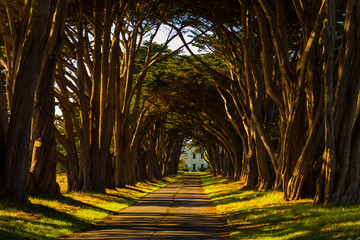 Tunnel of Cypress Trees Leading to the Historic Radio Communications Station, Pt. Reyes National Sea Shore,California,USA