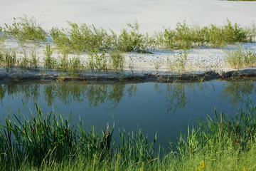 The grassy vegetation on the earthen and sandy banks of the stream.