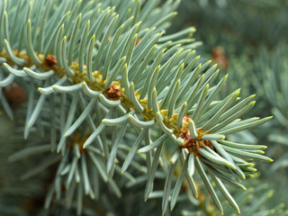 Naklejka na ściany i meble Fir tree spruce branch. Pine needles close up. Shallow soft focus. Concept for Christmas holiday background.