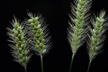 Nature, Wild And Animals