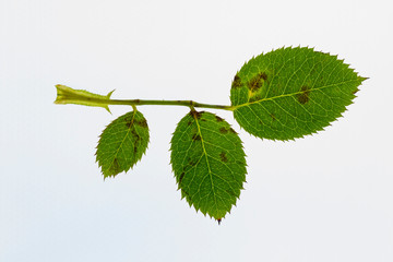 Symptoms of rose scab caused by Diplocarpon rosae (Transmitted light photography)