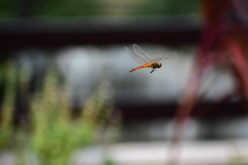 Nature, Wild And Animals