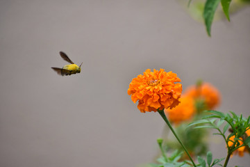 Nature, Wild And Animals